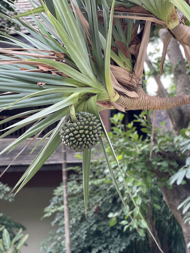 西雙版納day3曼聽公園+中科院植物園