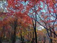 五女山秋：紅葉雲海，遼東秘境
