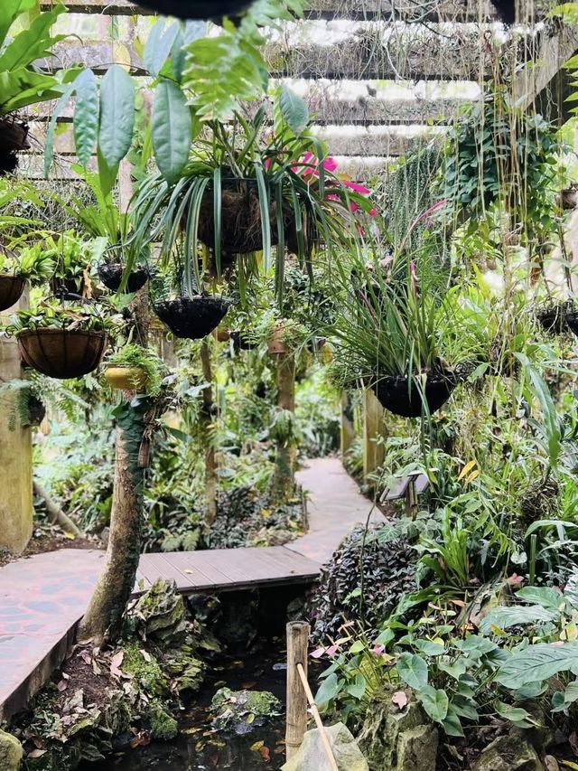 西雙版納｜在中科植物園假裝熱帶冒險家
