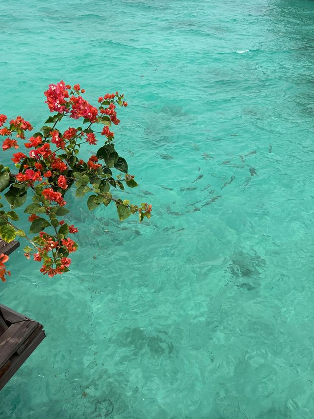 此生必去仙本那夢幻玻璃海美到窒息