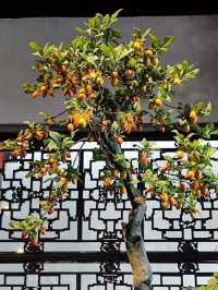 綠意依然、鮮花盛開的留園