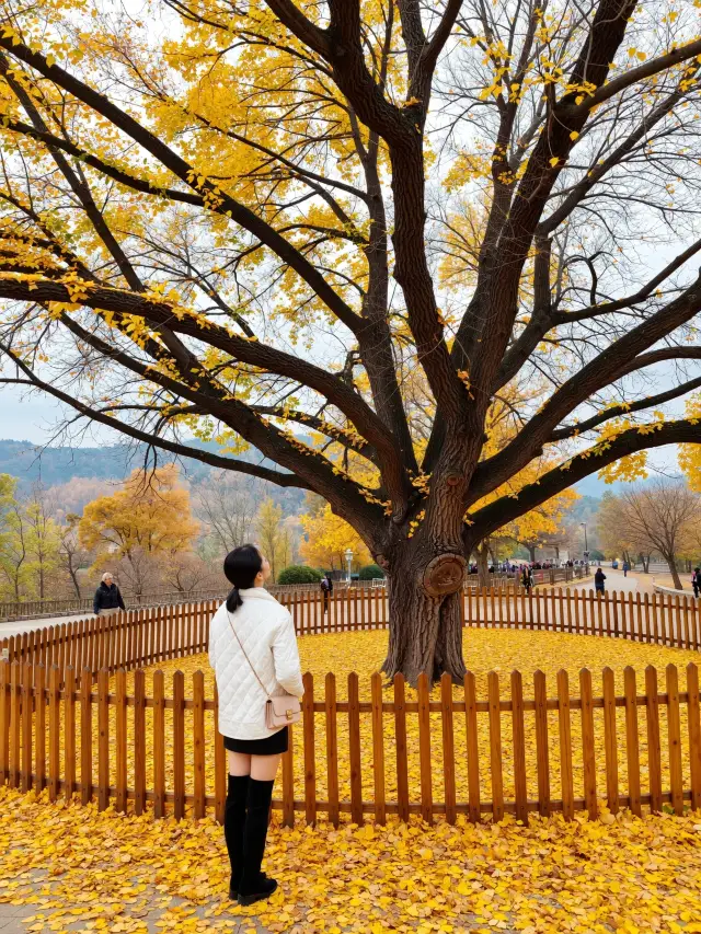 Autumn Travel Guide for Dahong Mountain in Suizhou