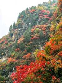 藍田賞楓最佳路線