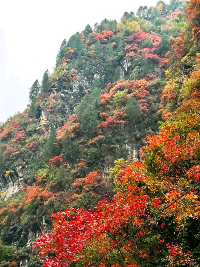 藍田賞楓最佳路線