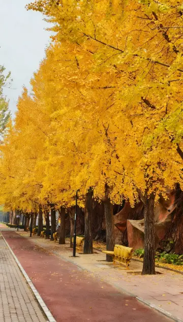 朝陽公園銀杏黃了！0元拍爆秋日氛圍感