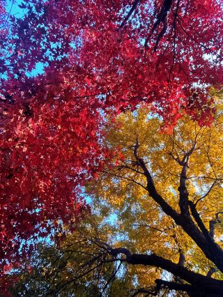 회유 단풍 시즌 베이징 가을 최고의 선택 인적 드문 아름다운 소수 비경