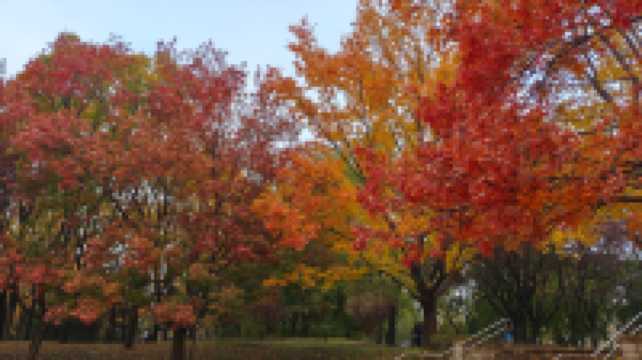 這裡秋風醉紅楓
