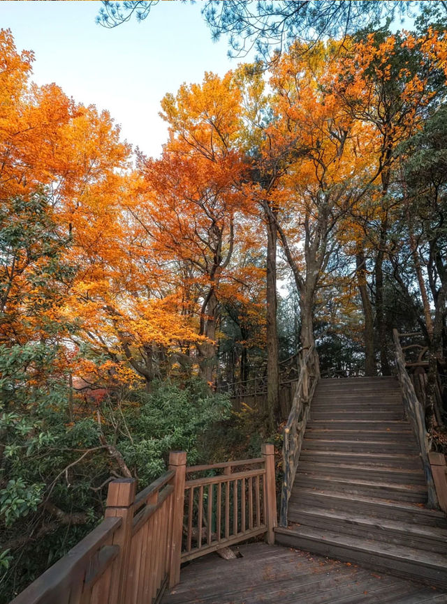 米倉山 秦巴秘境，層林染翠