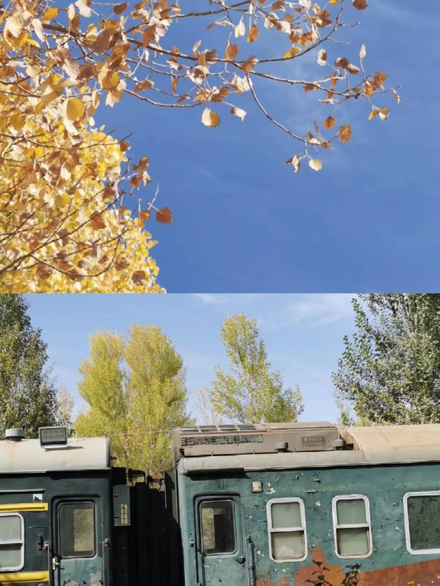 金塔胡楊林:千年守望,沙漠中的奇蹟! 金塔胡楊林:千年守望,沙漠中的奇蹟!