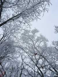 這哪裡是老君山，這怕不是天宮吧！