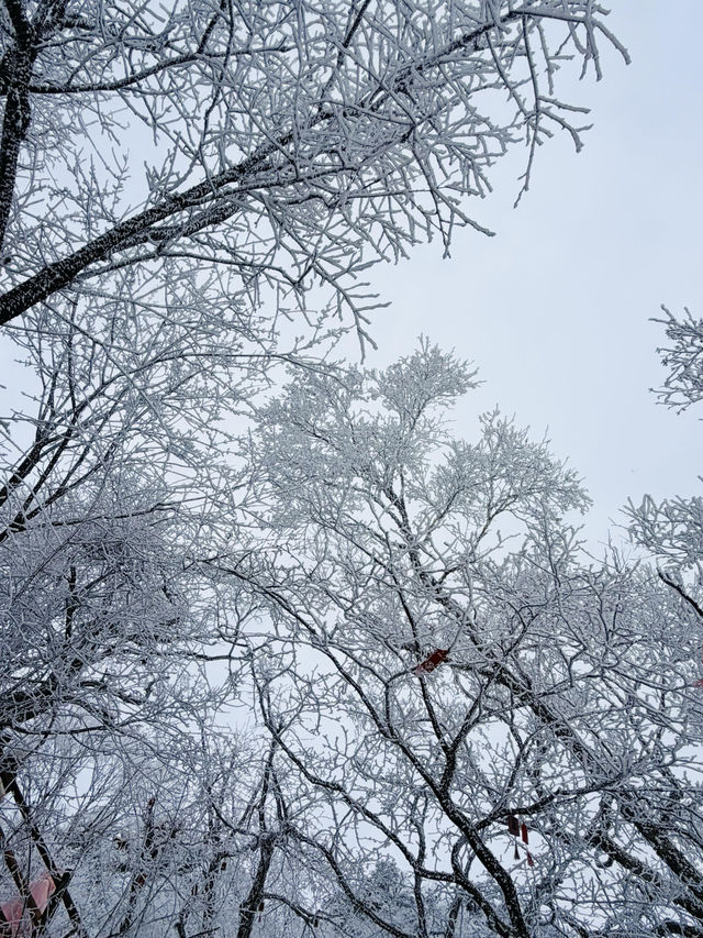 這哪裡是老君山，這怕不是天宮吧！