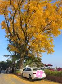 莫干山的秋！藏在古道裡的彩色秘境