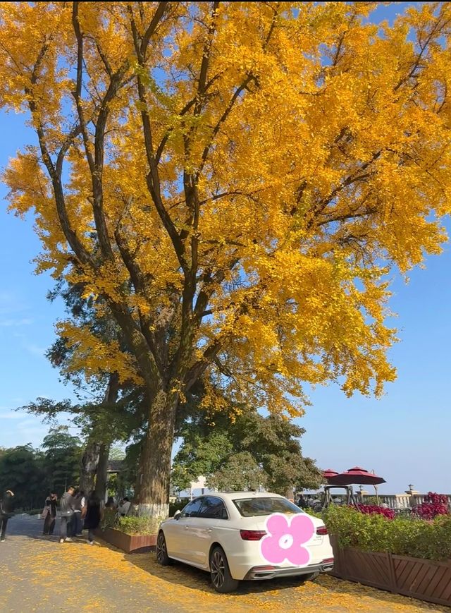莫干山的秋！藏在古道裡的彩色秘境