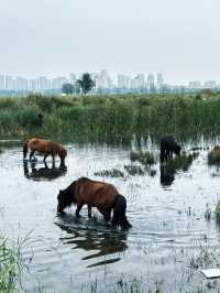 大草原與鋼鐵之城的碰撞！包頭3大必打卡地標暴走指南