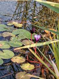 魔都植物園必看攻略櫻花季省時省力玩法