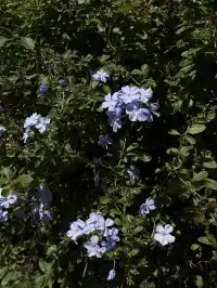 福建武夷山,徒步在最美茶道,看盡丹霞風貌