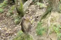 2025年11月16日廣元唐家河