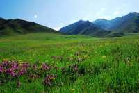 夏日必去甘南草原