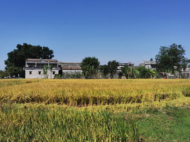 江門開平碉樓 in 自力村