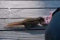 11.18的普達措很藍