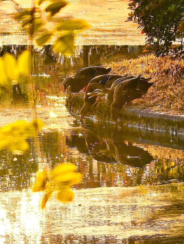 秋色滿園絕美倒映
