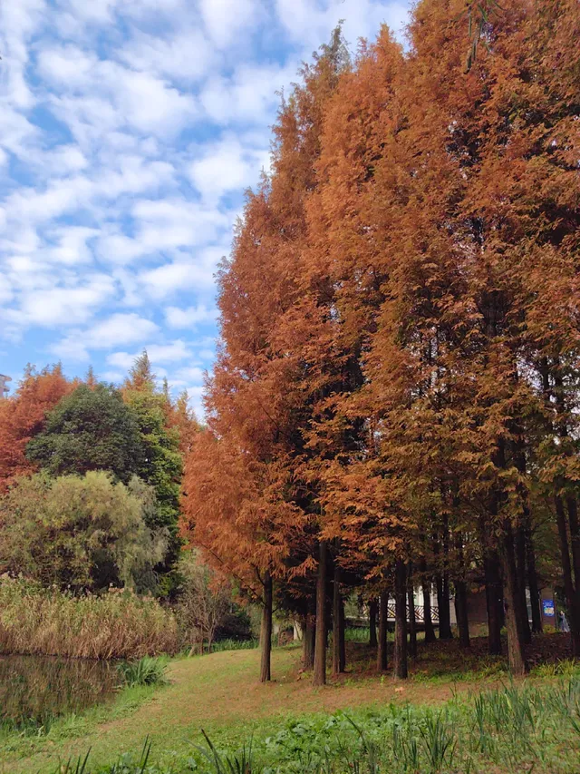 貴陽初冬·唯一想去無數次的公園