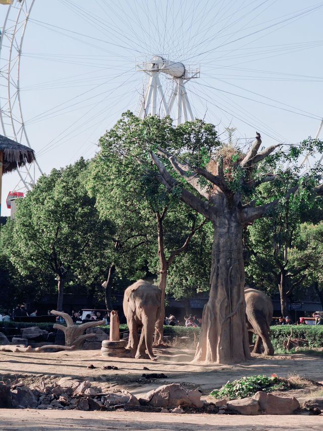 上海野生動物園全攻略：輕鬆遛娃不踩雷