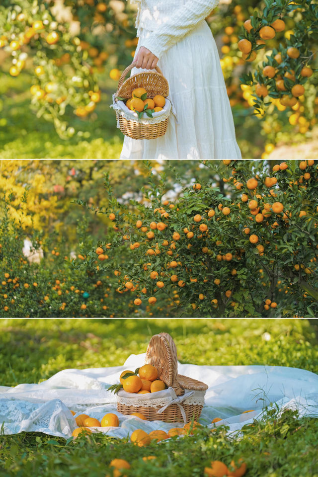 週末遛娃必去橘子園