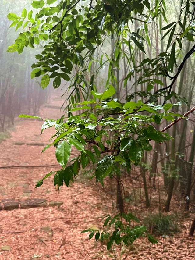 太華山秋冬奇遇：竹海仙氣與酸腿並存！