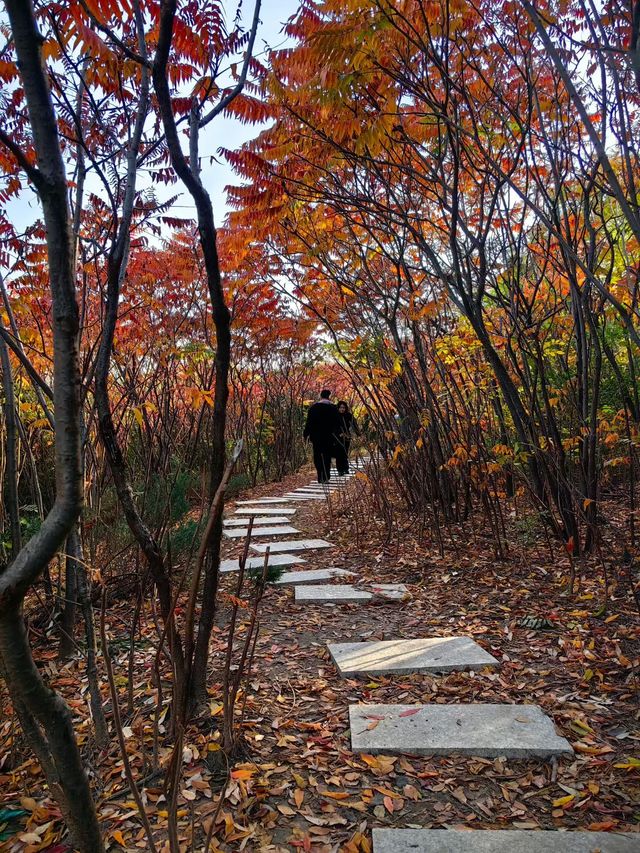 天津賞秋攻略｜這些地方才是秋天該有的樣子