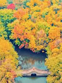 江浙滬的秋,是把調色盤潑向了人間