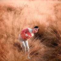 崇明島明珠湖｜秋日私藏的金色童話秘境！