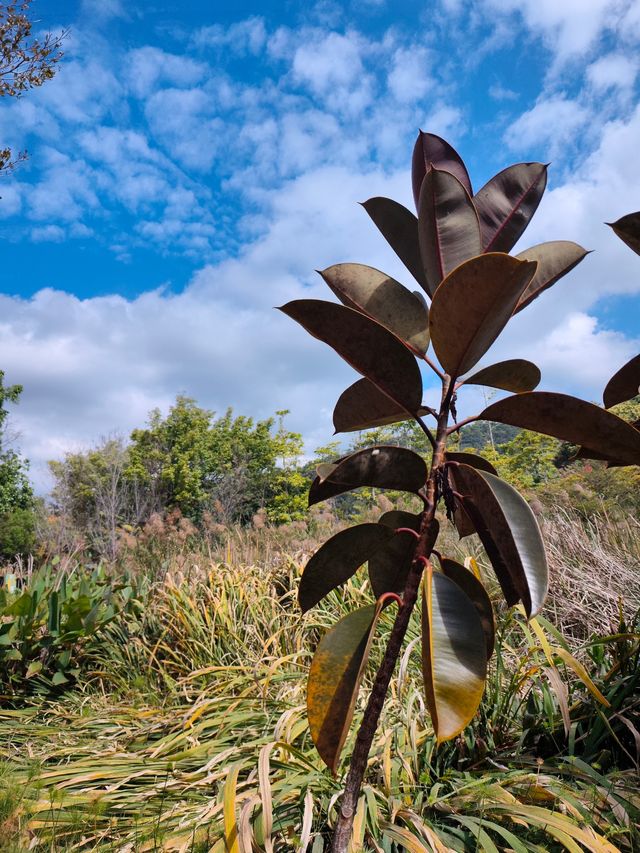 普洱山野漫步這片秘境藏滿了治癒系風景