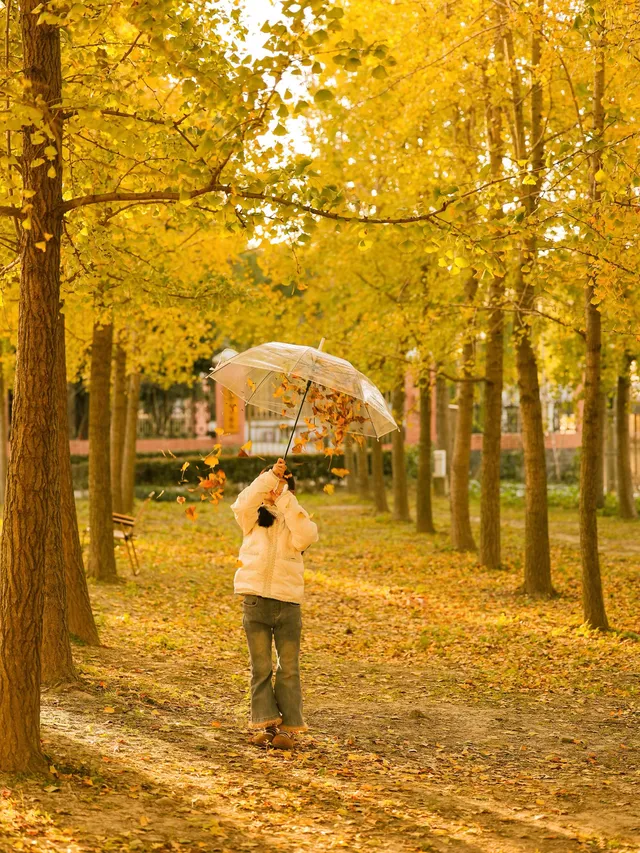 找到了!上海黃得最早的銀杏林免費人少 找到了!上海黃得最早的銀杏林免費人少