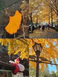 12.9live黃金城道銀杏實拍