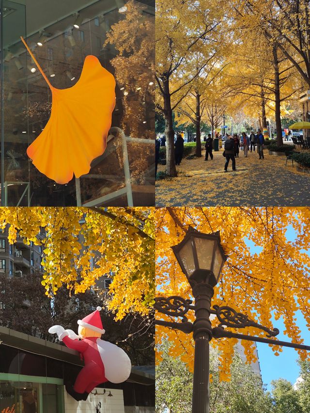 12.9live黃金城道銀杏實拍