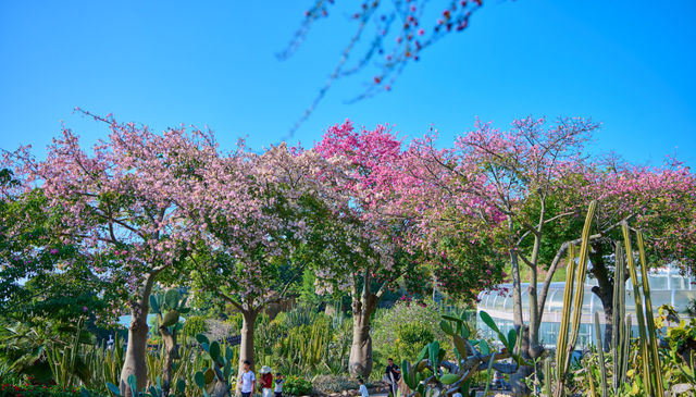 初冬植園粉韻濃:異木棉綴夢,暖居伴清歡 初冬植園粉韻濃:異木棉綴夢,暖居伴清歡