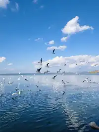 昆明週末|被海鷗和天空之境包圍超治癒