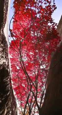 東坪山上長在岩縫裡的紅葉。