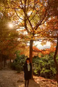 大棠楓香林.你沒看錯.這是香港的楓葉林喔