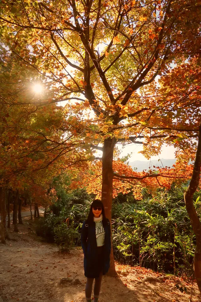 大棠楓香林.你沒看錯.這是香港的楓葉林喔 大棠楓香林.你沒看錯.這是香港的楓葉林喔