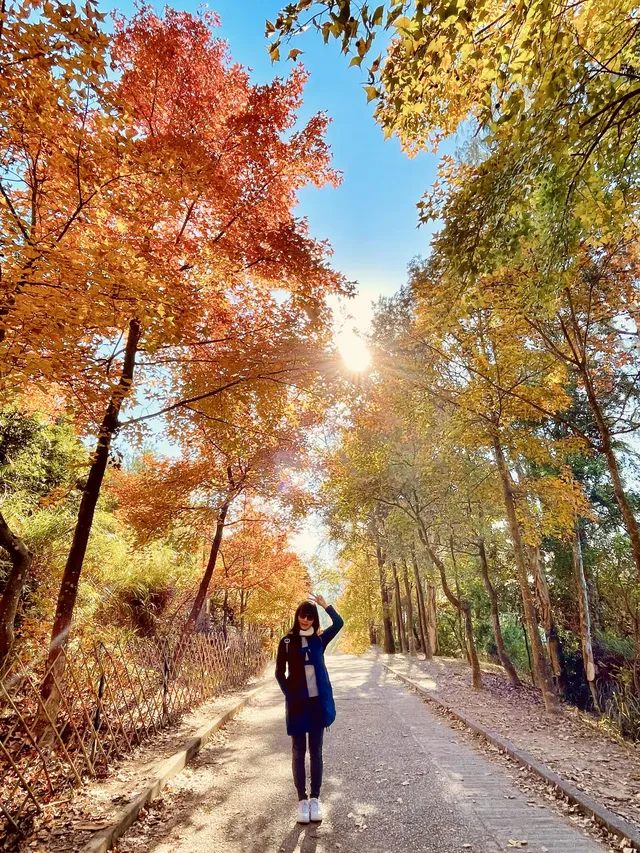 大棠楓香林.你沒看錯.這是香港的楓葉林喔 大棠楓香林.你沒看錯.這是香港的楓葉林喔