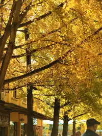 韶關南雄·帽子峰銀杏