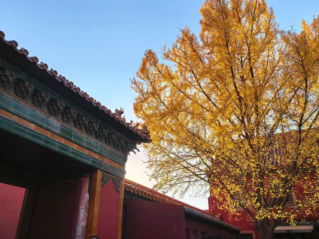 銀杏飄落是獨屬於北京的浪漫