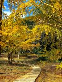 藏在廣東的「金色風暴眼」!銀杏迎來年度顏值巔峰!