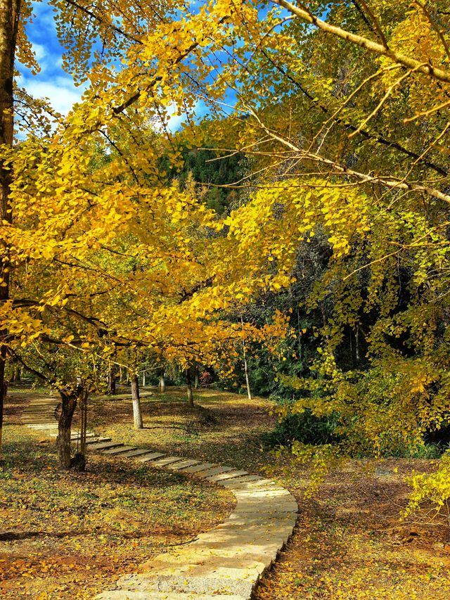 藏在廣東的「金色風暴眼」!銀杏迎來年度顏值巔峰! 藏在廣東的「金色風暴眼」!銀杏迎來年度顏值巔峰!