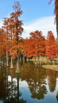 青西郊野公園秋天的顏色