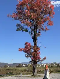 12月的洱海邊,彩林和海鷗也太配了吧