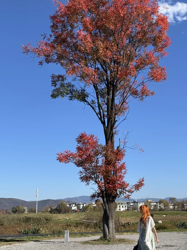 12月的洱海邊,彩林和海鷗也太配了吧 12月的洱海邊,彩林和海鷗也太配了吧