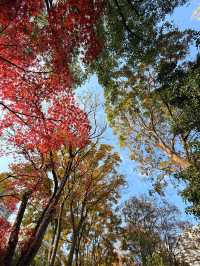 義烏開臣K酒店丨賞繡湖限定紅葉銀杏